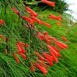 Exoticflora Russelia Equisetiformis Red - Ornamental Flowering Plants All Flowering Plants