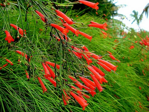 Exoticflora Russelia Equisetiformis Red - Ornamental Flowering Plants All Flowering Plants 1 Exoticflora Russelia Equisetiformis Red - Ornamental Flowering Plants All Flowering Plants