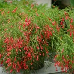Exoticflora Russelia Equisetiformis Red - Ornamental Flowering Plants All Flowering Plants 5 Exoticflora Russelia Equisetiformis Red - Ornamental Flowering Plants All Flowering Plants