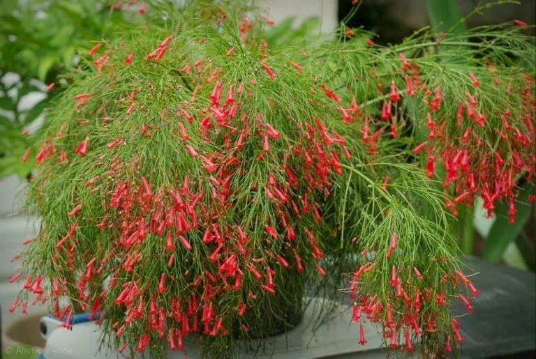 Exoticflora Russelia Equisetiformis Red - Ornamental Flowering Plants All Flowering Plants 3 Exoticflora Russelia Equisetiformis Red - Ornamental Flowering Plants All Flowering Plants