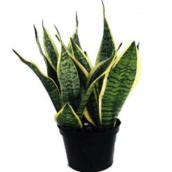 Exoticflora Mother In Law's Tongue/Snake Plant - Indoor Plants