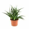 Exoticflora Sansevieria Steel - Indoor Plants