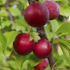 Exoticflora Plum Fruit (Grafted) - Fruit Plants & Tree
