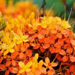 Exoticflora Saraca Indica / Sita Ashoka - Avenue Trees 5 Exoticflora Saraca Indica / Sita Ashoka - Avenue Trees