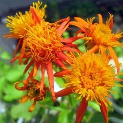 Exoticflora Creepers & Climbers Flowering Senecio Orange - Creepers & Climbers