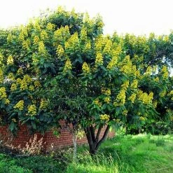 Exotic Flora Outdoor Plants Senna Siamea / Kassod Tree - Avenue Trees
