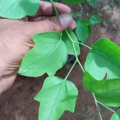 Exoticflora Exotic Fruit Plants Yeak Bilva/Single Leaf Bael - Plants