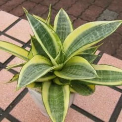 Exoticflora Sanseveria Variegata Dwarf - Indoor Air-Purifying Indoor Plants