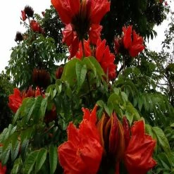 Exotic Flora Outdoor Plants Spathodea Campanulata - Flowering Trees