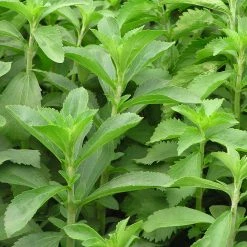 Exoticflora Stevia/Natural Sweetener - Herbs & Kitchen Plants Medicinal Plants