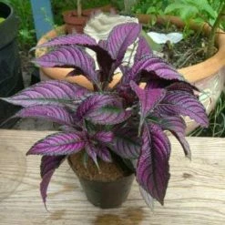 Exoticflora Foliage Plants Strobilanthes Dyeriana - Ornamental Plants