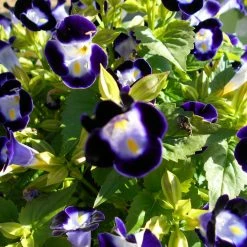 Exoticflora Torenia Violet - SEASONALS
