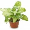 Exoticflora Syngonium Podophyllum - Indoor Plants