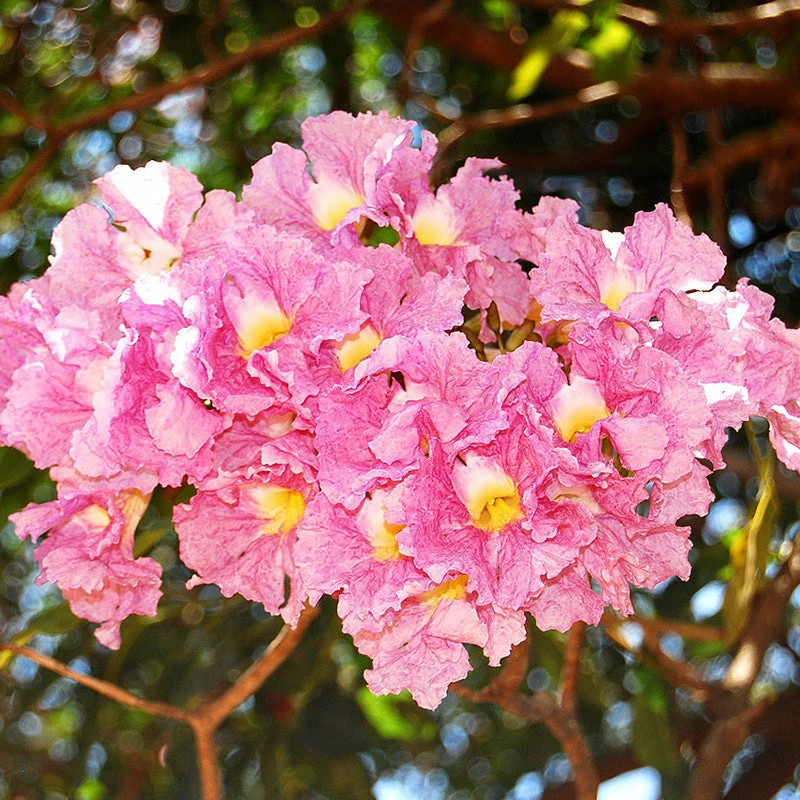 Exoticflora Tabebuia Rosea - Avenue Trees Outdoor Plants 1 Exoticflora Tabebuia Rosea - Avenue Trees Outdoor Plants