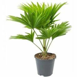 Exoticflora Table/Umbrella Palm - Indoor Plants