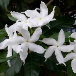Exoticflora Tagar Wheel Star - Flowering Shrubs Year Round Flowering Plants