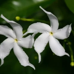 Exoticflora Tagar Wheel Star - Flowering Shrubs Year Round Flowering Plants