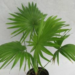 Exoticflora Table/Umbrella Palm - Indoor Plants