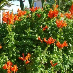 Exoticflora Tecoma Capensis/Orange Trumpet - Flowering Shrubs