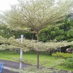 Exoticflora Terminalia Mantaly Variegata - Avenue Trees