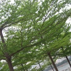 Exoticflora Terminalia Mantaly Green - Avenue Trees