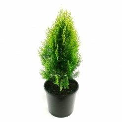 Exotic Flora Thuja Orientalis Gold - Ornamental Plants