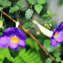 Exoticflora Thunbergia Erecta Blue - Ornamental Flowering Plants