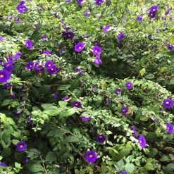 Exoticflora Thunbergia Erecta Blue - Ornamental Flowering Plants