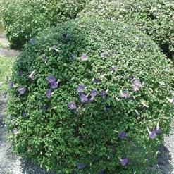 Exoticflora Thunbergia Erecta Blue - Ornamental Flowering Plants