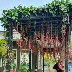 Exotic Flora Thunbergia Mysorensis - Creepers & Climbers Creepers & Climbers Flowering