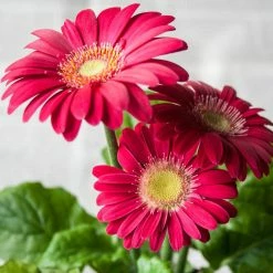 Exoticflora All Flowering Plants Gerbera Plant Dark Pink - Top Bed Room