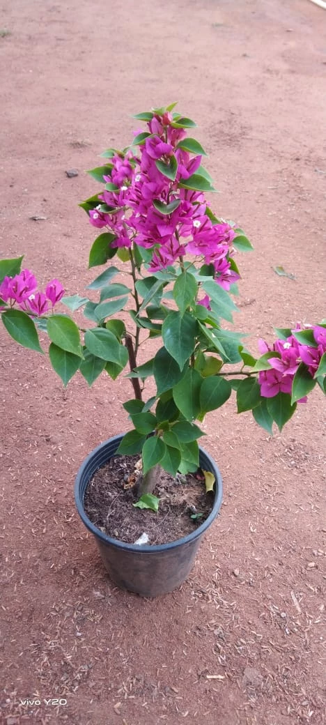 Exoticflora Bougainvillea Torch Glow- Flowering Shrubs Creepers & Climbers Flowering 2 Exoticflora Bougainvillea Torch Glow- Flowering Shrubs Creepers & Climbers Flowering