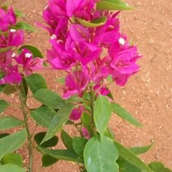 Exoticflora Bougainvillea Torch Glow- Flowering Shrubs Creepers & Climbers Flowering 5 Exoticflora Bougainvillea Torch Glow- Flowering Shrubs Creepers & Climbers Flowering