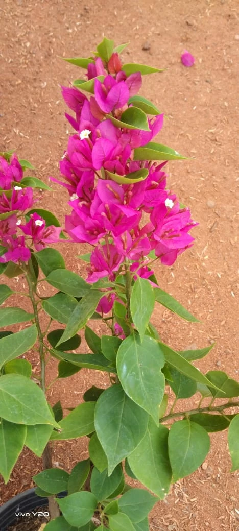 Exoticflora Bougainvillea Torch Glow- Flowering Shrubs Creepers & Climbers Flowering 3 Exoticflora Bougainvillea Torch Glow- Flowering Shrubs Creepers & Climbers Flowering