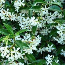 Exotic Flora Trachelospermum Jasminoides - Creepers & Climber