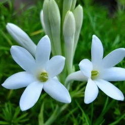 Exoticflora Tuberose/Mexican Tuberose - Flowering Plants Perfuming Flowering Plants