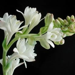 Exoticflora Tuberose/Mexican Tuberose - Flowering Plants Perfuming Flowering Plants