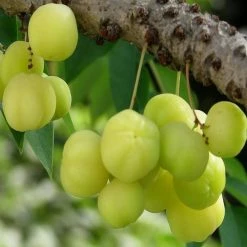 Exotic Flora Fruit Plants To Grow In Pots Star Gooseberry/Phyllanthus Acidus- Fruit Plants & Tree