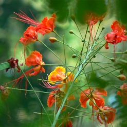 Exoticflora Caesalpinia/Shankasur Red - Flowering Shrubs