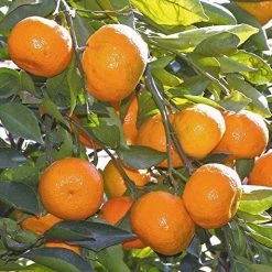 Exoticflora Orange Nagpur(Grafted) - Fruit Plants & Tree Grafted Fruit Plants