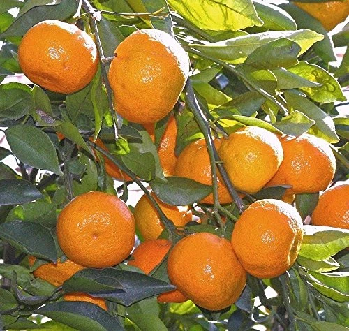 Exoticflora Orange Nagpur(Grafted) - Fruit Plants & Tree Grafted Fruit Plants 1 Exoticflora Orange Nagpur(Grafted) - Fruit Plants & Tree Grafted Fruit Plants