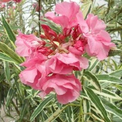 Exoticflora Nerium Variegate - Flowering Shrubs Year Round Flowering Plants