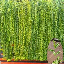 Exotic Flora Variegated Curtain Creeper - Creepers & Climbers Ornamental Plant