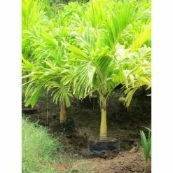 Exoticflora Veitchia Merreilii Golden - Palms