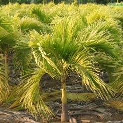 Exoticflora Veitchia Merreilii Golden - Palms