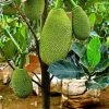 Exotic Flora Vietnam Super Early Jackfruit(Grafted) - All Time Jackfruit Grafted Fruit Plants