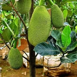 Exotic Flora Vietnam Super Early Jackfruit(Grafted) - All Time Jackfruit Grafted Fruit Plants