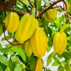 Exotic Flora Star Fruit (Grafted)- Fruit Plants & Tree Grafted Fruit Plants