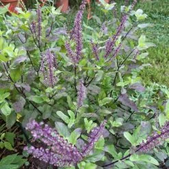 Exotic Flora Indoor Plants Sree Krishna Tulasi - Auspicious Plant