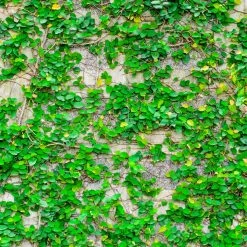 Exoticflora Wall Creeper/Ficus Pumila - Creepers & Climbers